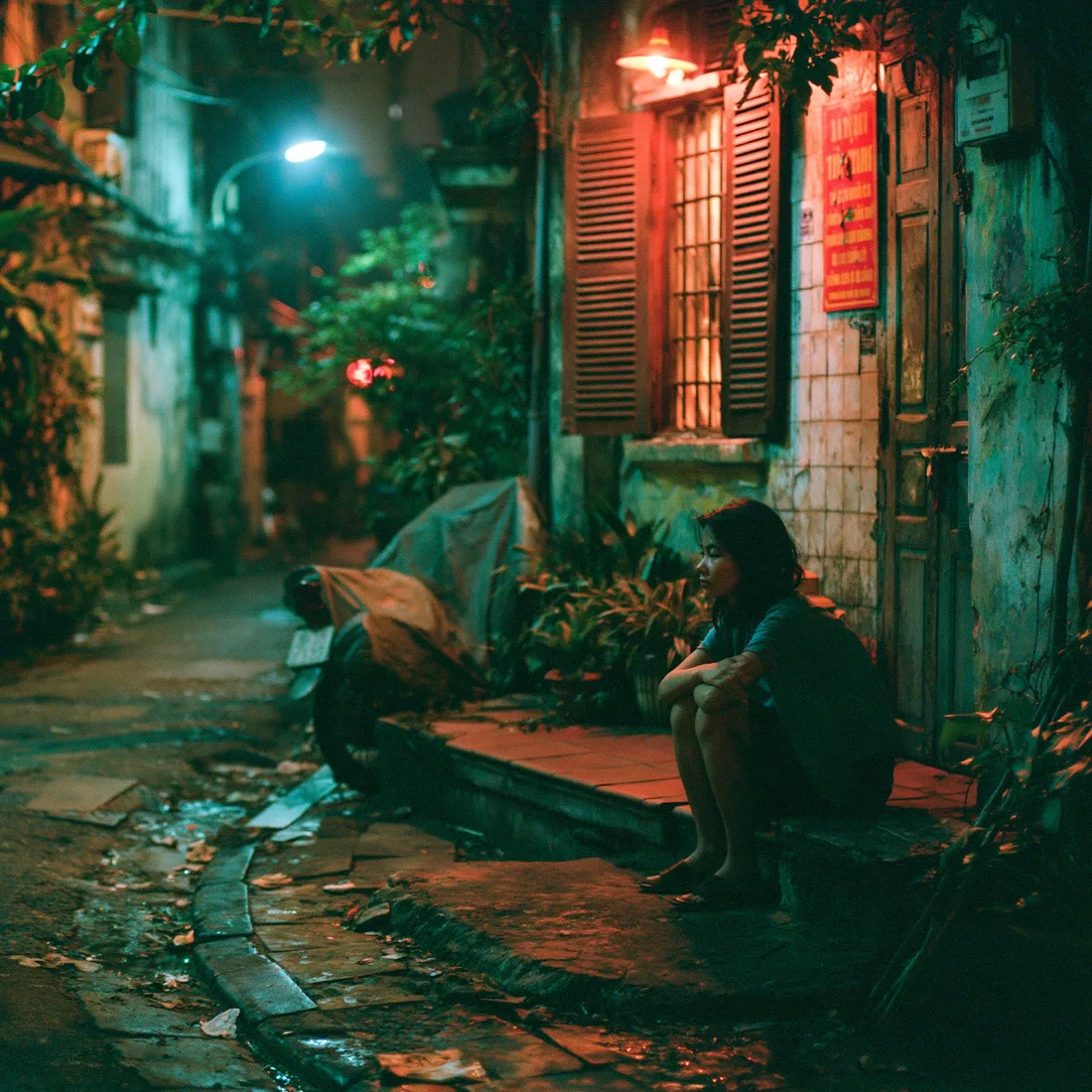 Ảnh minh hoạ — khóm hồng trắng nở bên ống nước cũ trên bức tường loang màu nắng chiều